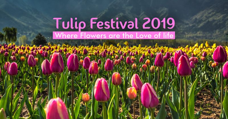 Tulip Festival 2019: Where Flowers are the Love of life