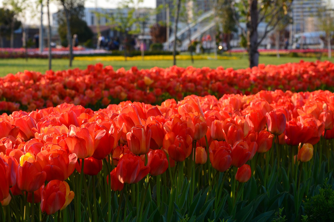 Tulip Festival 2019 Tulip Garden