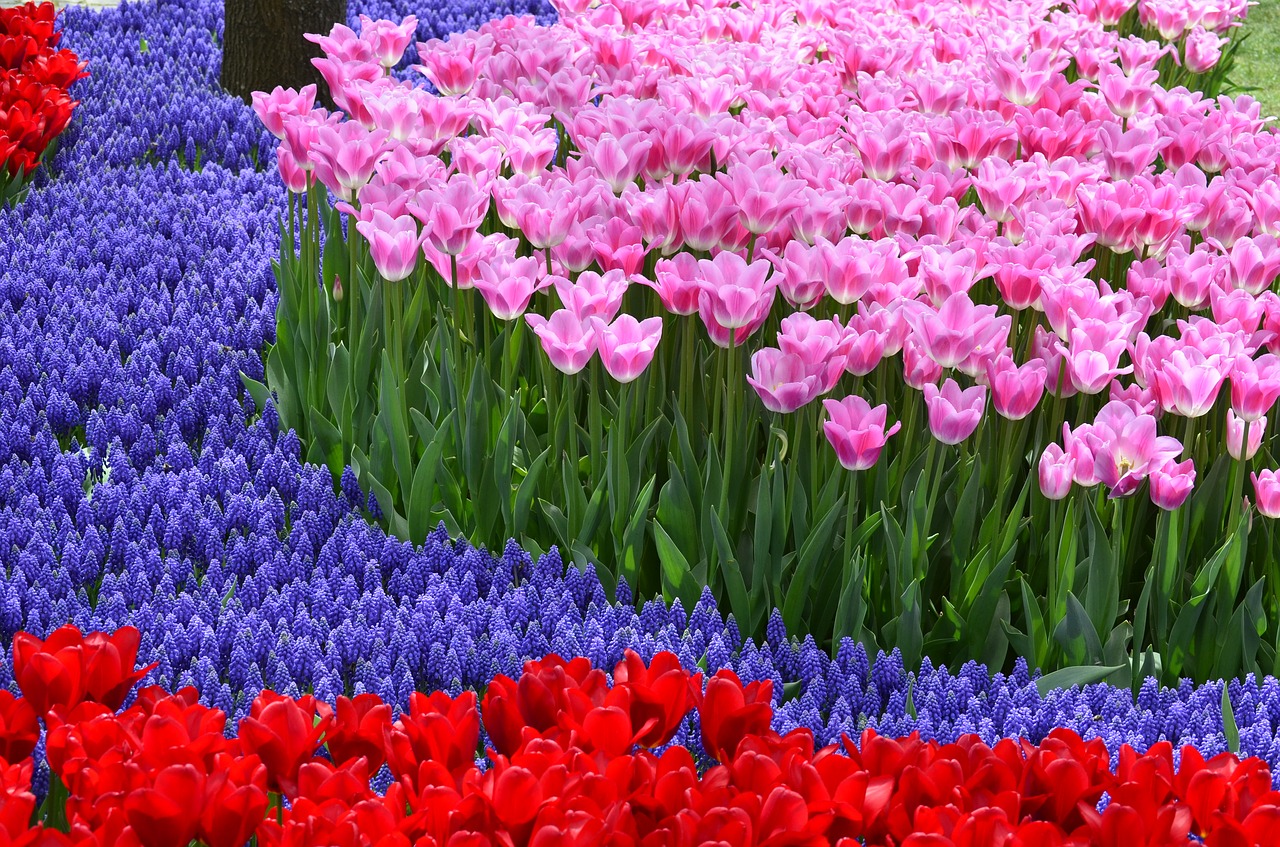 Tulip flower Festival at Srinagar Tulip Garden