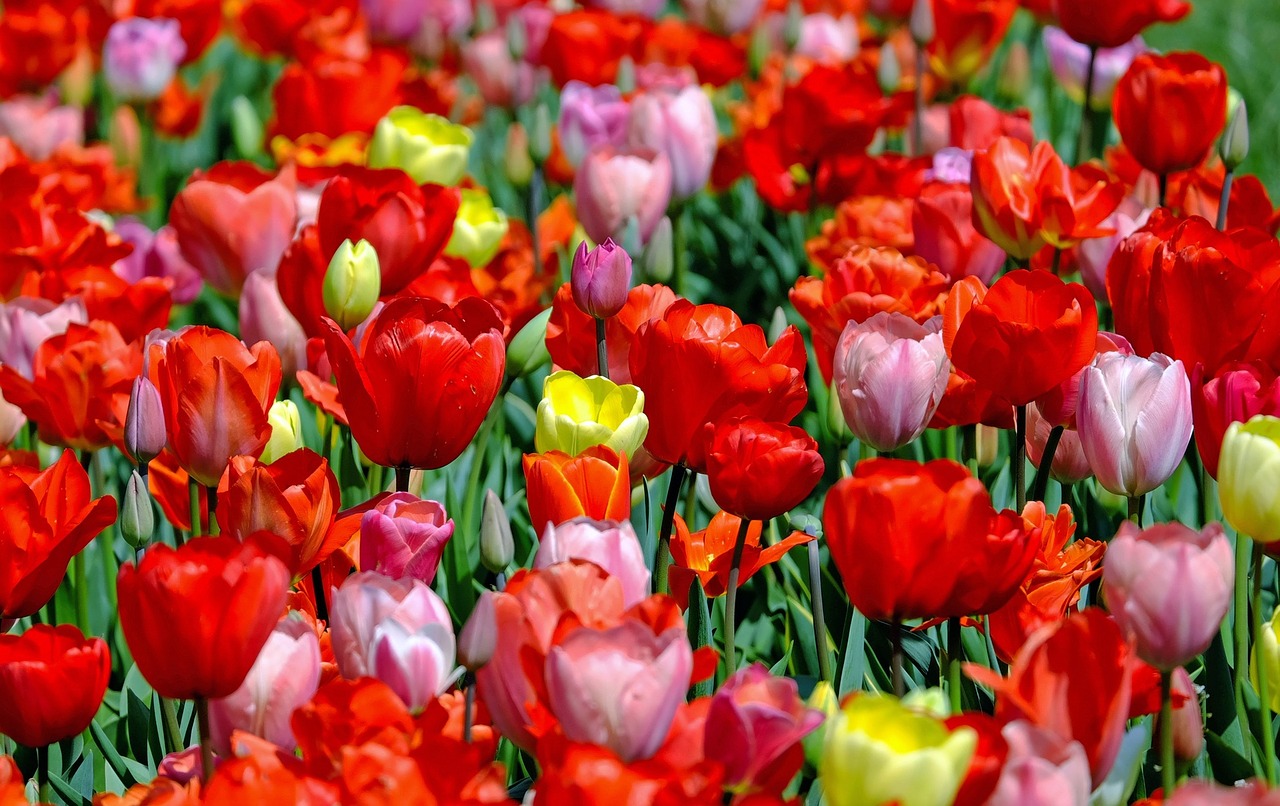Tulip Flowers Tulip Flower Festival