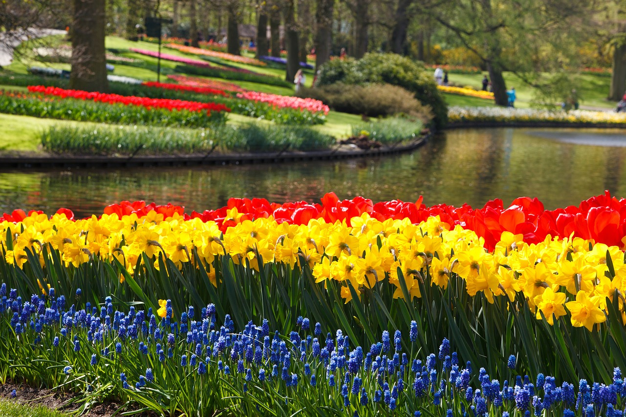 Be a part of Tulip Festival Tulip Garden