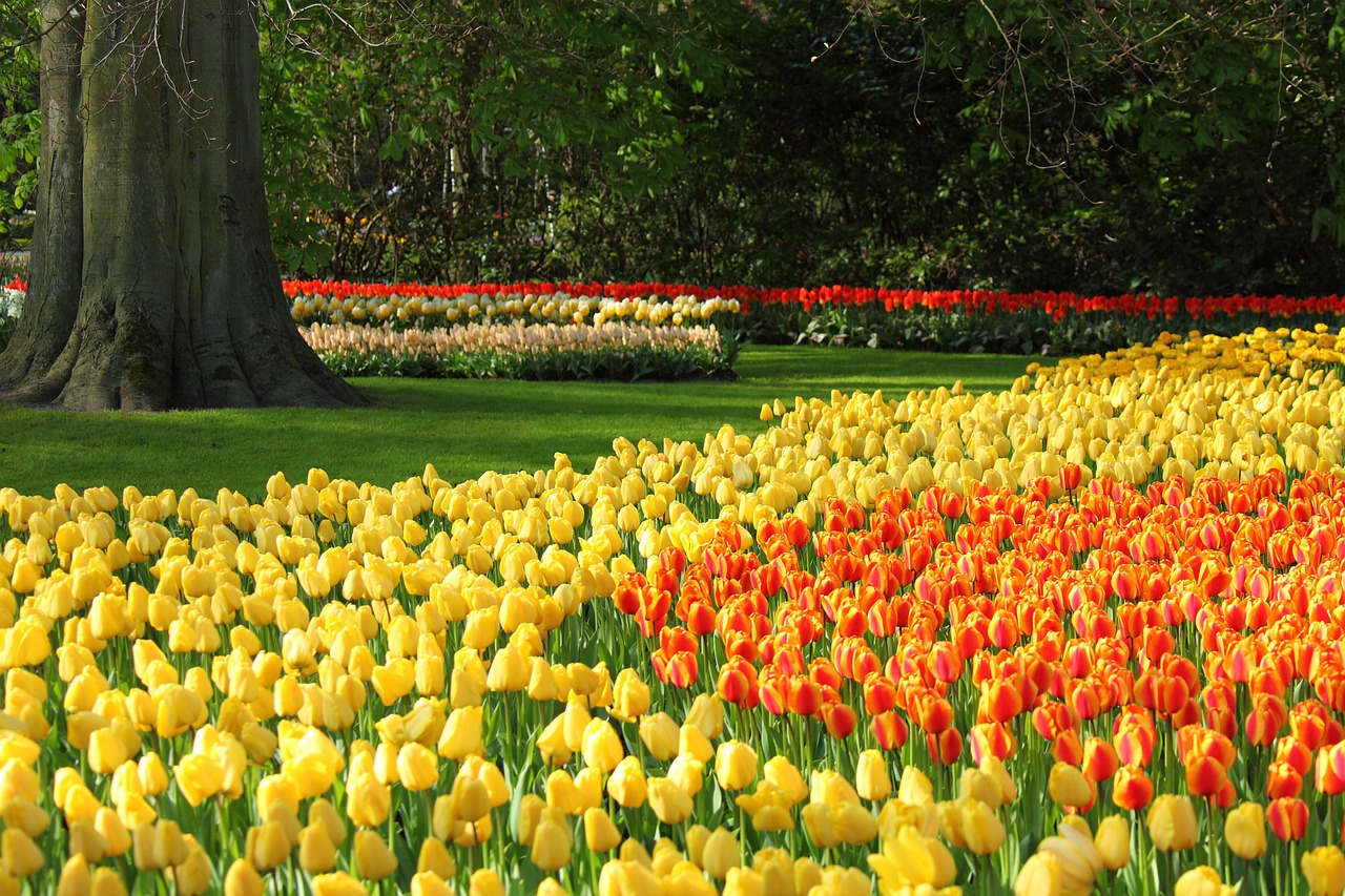 Tulip Garden Festival at Srinagar Tulip Garden Festival