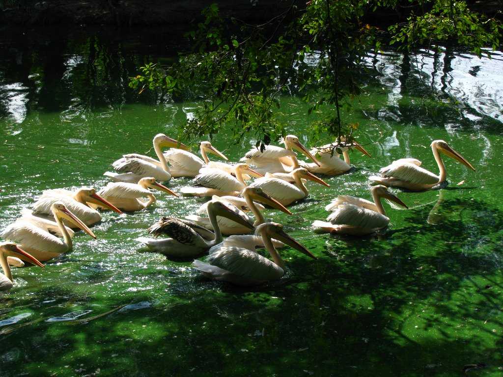 assam state zoo and botanical garden