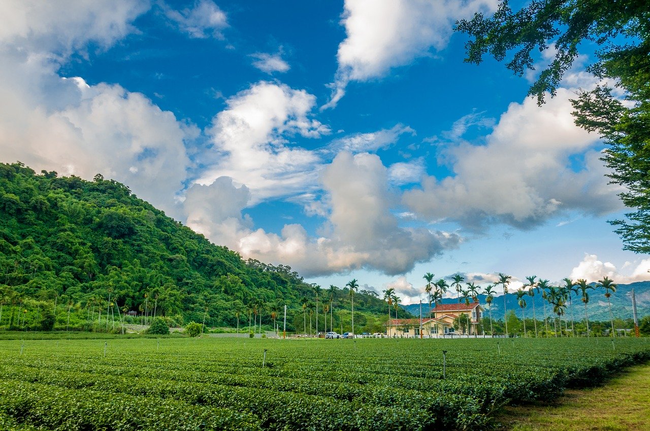 Assam- The Green City Natural Tea Garden