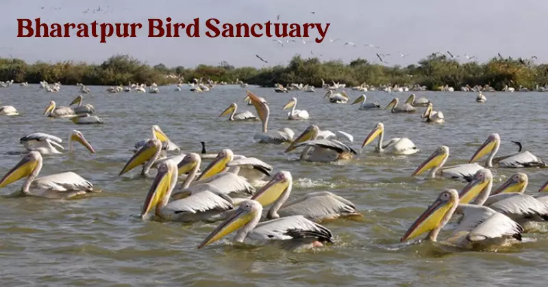 Bharatpur Bird Sanctuary important tourist destination near delhi 