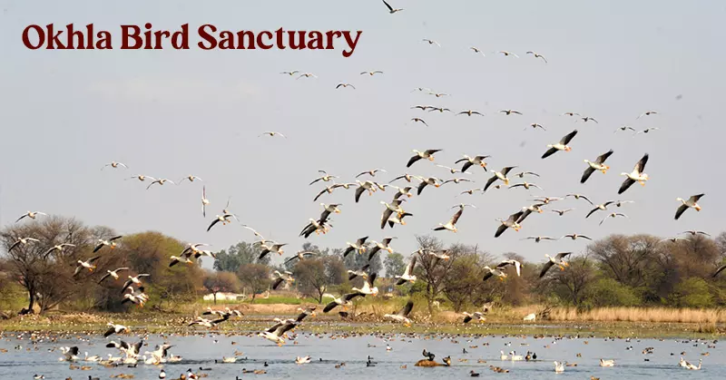 Okhla Bird Sanctuary