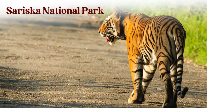 Sariska National Park a part of Delhi tourism 