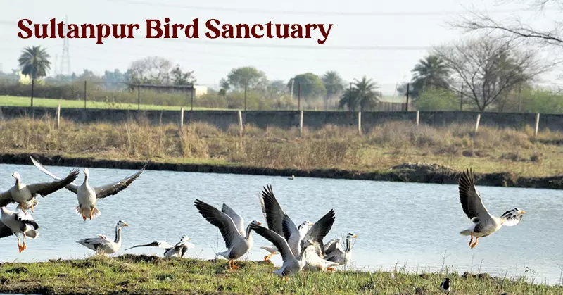 Sultanpur Bird Sanctuary