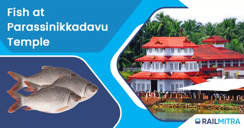 Fish at Parassinikkadavu Temple
