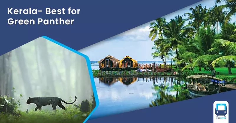 Kerala- Best for Green Panther